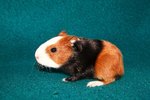 What Does It Mean When a Guinea Pig Drags Its Butt on the Ground?