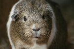 Do Guinea Pigs Lose Teeth & Grow in New Ones?