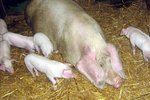 What Is the Parvo Virus in Pigs?