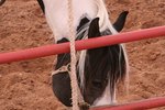Can Rat Feces Give Horses Diseases?