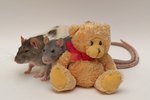 Rats & Mice As Pets