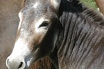 How Do Donkeys Show Dominance?
