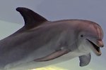 Description of a Bottlenose Dolphin