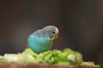 Difference Between Parakeets and Canaries