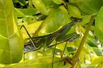 How Does a Praying Mantis Camouflage Into an Environment