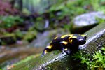 How to Keep a Wild Pet Salamander