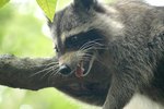 List of Animals That Can Carry Rabies