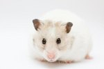 What Does a Hamster Look Like When It's About to Hibernate?