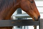 How to Tell the Difference Between Gaits of a Horse