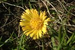 Dandelion Root for Dogs