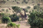 How Does a Giraffe Protect Its Babies?