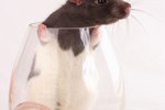 Signs of Dehydration in Fancy Rats