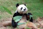 Life Span of a Giant Panda