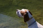 The Best Dog Foods for a German Shorthair Pointer