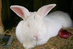 How Can You Tell When Rabbits Are Sick?