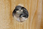 How to Take Care of Orphaned Baby Tree Swallows