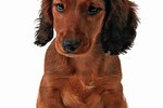 Malignant Cancer in Dachshund Dogs