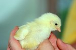 How to Make a Chicken Egg Incubator