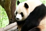 Height of a Giant Panda