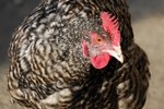 How to Use Light for Laying Hens