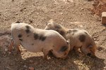 How to Treat an Eye Infection in a Pot-Bellied Pig