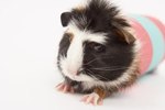 What Happens When a Guinea Pig Is Alone Too Long?