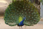 How to Build Pens for Peacocks