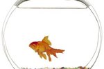 How to Treat Body Slime Fungus on Goldfish