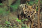 Reasons for Decline of the Red Wolf