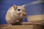How to Tell the Sex of Baby Gerbils