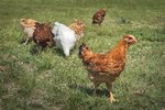 How to Kill Tapeworms in Chickens