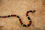 What Is the Lifespan of a Coral Snake?