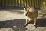 How to Own a Pet Wallaroo