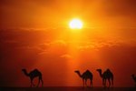 Animal Adaptations to Hot Climates