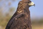 Interesting Facts About the Golden Eagle