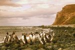 The Migration Habits of Penguins
