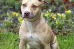 What Are the Characteristics of a Pit Bull Terrier?