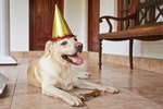 How to Host a Yappy Hour