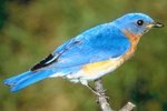 Female vs. Male Bluebird Migration in the Spring
