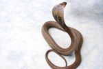 What Is the King Cobra's Life Span?