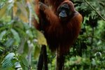 Structural Adaptations of Orangutans