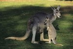 What Kinds of Colors Can Kangaroos Be?