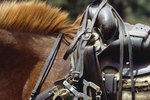 What Type of Saddle for a High-Withered Horse?
