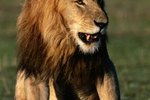 The Importance of African Lions