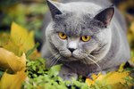 Home Remedy Dewormer for Cats
