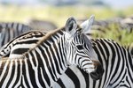 What Kind of Noise Does a Zebra Make?