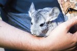 Signs a Chinchilla Is Giving Birth