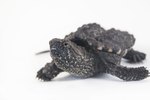How to Hatch Snapping Turtle Eggs