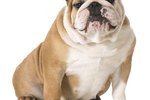 The Complications of an Elongated Soft Palate Surgery in English Bulldogs