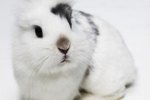 What Is That Bump on a Rabbit's Cheeks?